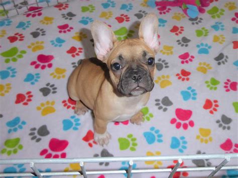 Ginger Female French Bulldog Buy Puppies In Tucson With The Paw Palace