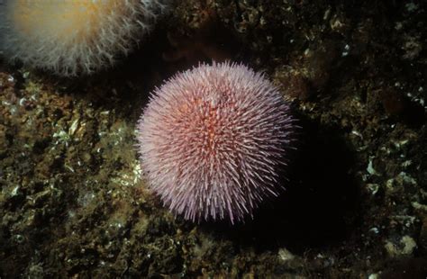 Real Monstrosities: Edible Sea Urchin