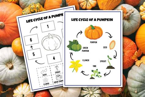 Pumpkin Life Cycle Worksheet Engaging Activities For Learning