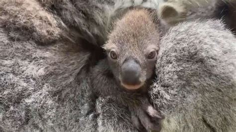 Zoo welcomes first baby koala in 8 years -- and its 1st appearance is ...