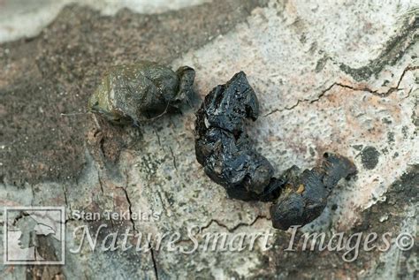 Striped Skunk Poop Scat Tekiela B2eb9596 Stan Tekiela Flickr