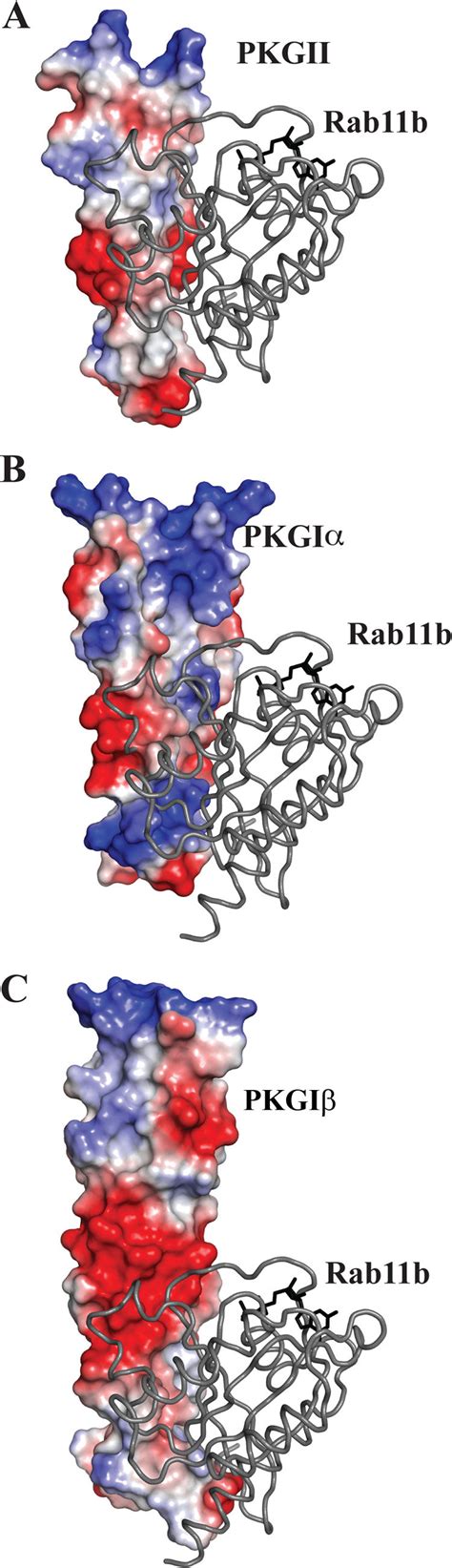 Rab B Modeled To The Surface Of Pkg I And Pkg I A Crystal Structure