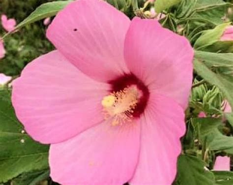 Hardy Hibiscus Luna Rose Bare Root Bright Pink Happy Dinnerplate Size