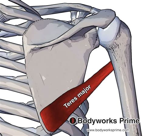 Teres Major Muscle Origin Insertion And Action Bodyworks Prime