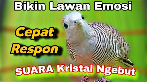 Perkutut Lokal Gacor Suara Kristal Ngebut Bikin Nyaut Lawan Pancingan