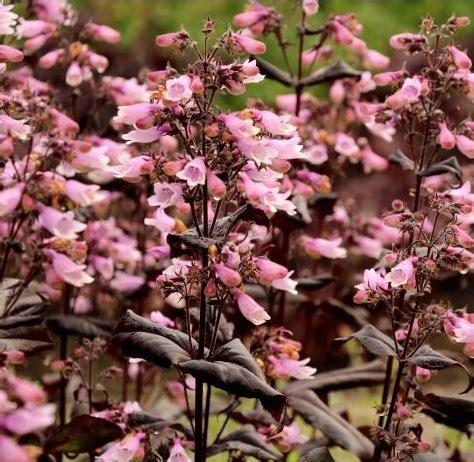 Penstemon Dakota Burgundy Bylina Sadzonka Cena Opinie Byliny