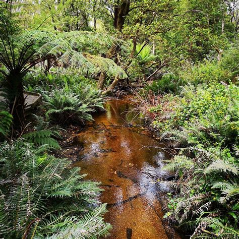 Lilly Pilly Gully Wilsons Promontory National Park Aktuelle 2021