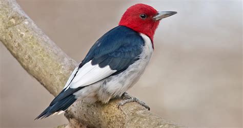 Red-headed Woodpecker Identification, All About Birds, Cornell Lab of