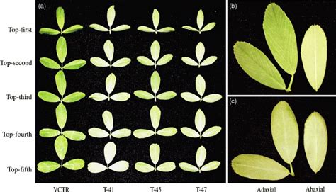 Cuticular Wax Accumulation In Transgenic Alfalfa Plants A Wax