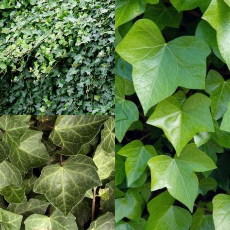 Seeds for Planting, Hedera Helix Seeds, the Common Ivy, English Ivy ...