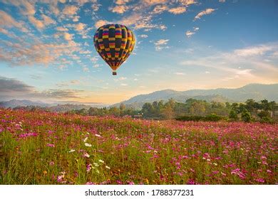 Hot Air Balloon Over Pink Cosmos Stock Photo Shutterstock