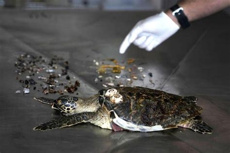 Di UEA Banyak Penyu Mati Karena Makan Sampah Plastik Satu Harapan