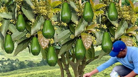 NO TIENES QUE ESPERAR TANTO PARA COSECHAR CIENTOS DE AGUACATES TE