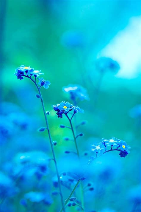 HD wallpaper: light, nature, flowers, blue, beautiful, bloom, blooming ...