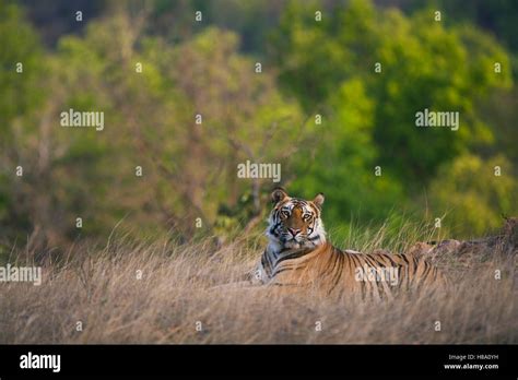 Bengal Tiger Panthera Tigris Tigris 16 Month Old Juvenile Laying In Meadow Dry Season April