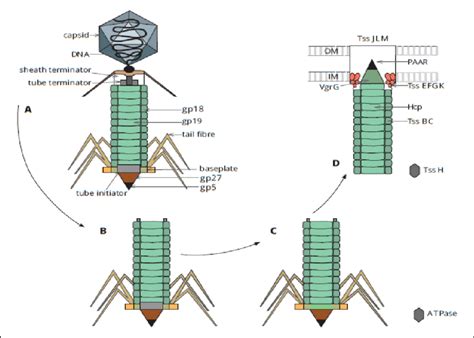 Contractile Tail Bacteriophage And Contractile Phage Tail Like