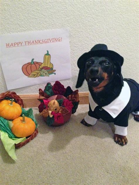 Pilgrim Boy Dog Costume | BaxterBoo