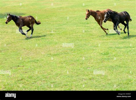 Poonawalla stud farm, pune, maharashtra, india, asia Stock Photo - Alamy