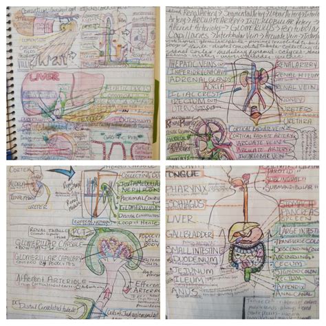 My colorful Anatomy class notes : r/AnatomyFortheArtist