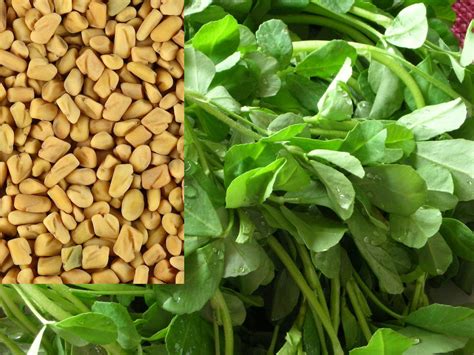 Health Benefits Of Fenugreek Detoxforlife Biz