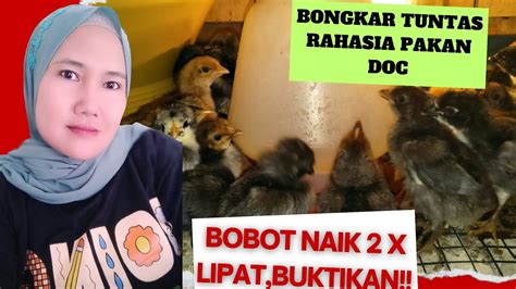 Rahasia Campuran Pakan Doc Agar Cepat Besar Bobot Meningkat Kali