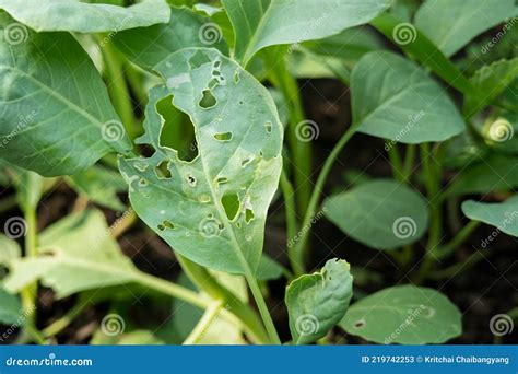 Kale Holes,damage Leaf from Plutella Xylostella or Caterpillars ...