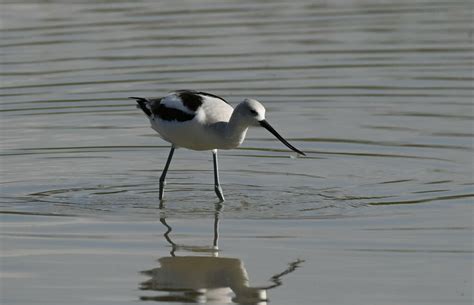 American Avocet From Hidalgo County TX USA On February 18 2023 At 03