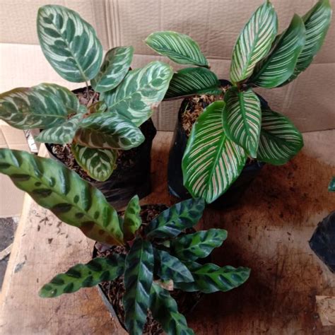 Paket Pcs Tanaman Calathea Calathea Makoyana Calathea Ornata