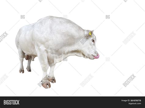 Bull Isolated On White Image & Photo (Free Trial) | Bigstock