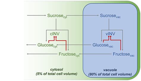 Schematic Overview Of Subcellular Invertase Reactions Green Colour