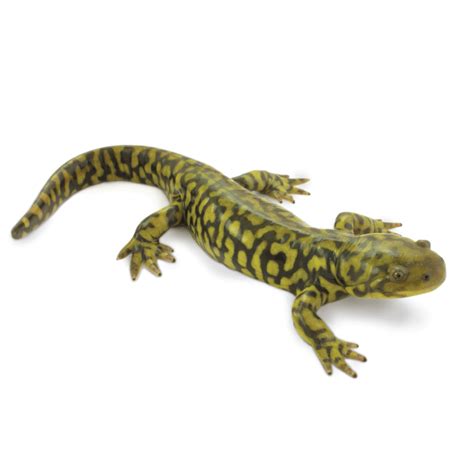 Western Tiger Salamander Aca