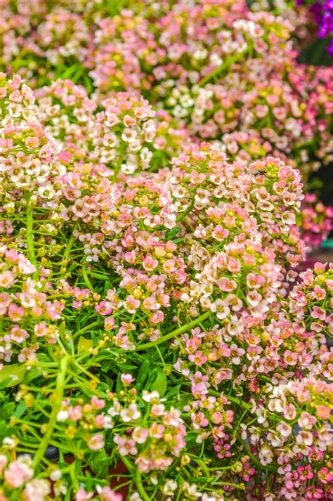 Lobularia Maritima Easter Bonnet Peach Sweet Alyssum Garden Center