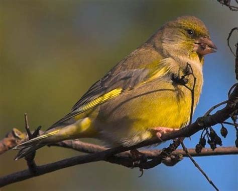 European Greenfinch (Carduelis chloris)