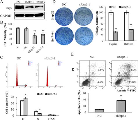 Usp Knockdown Suppressed Cell Growth And Induced Apoptosis In Hepg