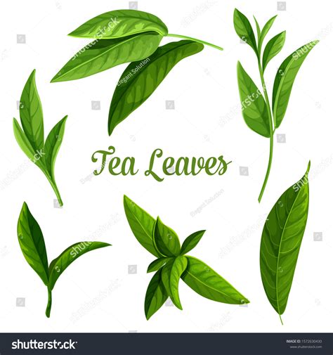 Tea Leaves Vector Botanical Illustration Green Stock Vector Royalty