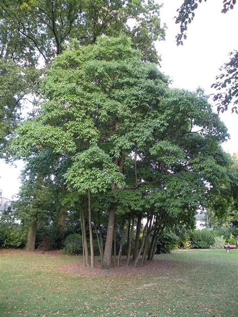 30 Most Common Trees In Indiana ProGardenTips