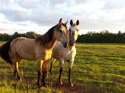 horses  friendship  stock photo public domain pictures