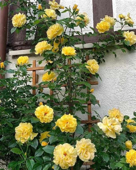 Rosa Trepadeira Fotos Lind Ssimas E Dicas Para Cultivar