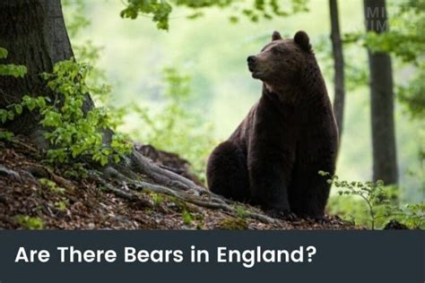 Are There Bears In England & Which Ones? | Misfit Animals