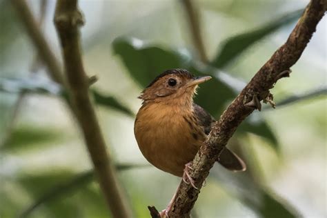 Brown Capped Babbler Pellorneum Fuscocapillus Discovering Birds