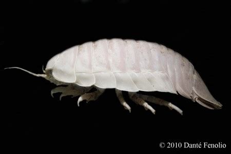 Now That’s An Isopod (Bathynomus giganteus) | Anotheca