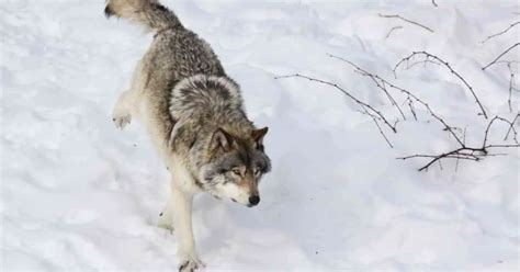 Timber Wolf Behavior - AnimalBehaviorCorner