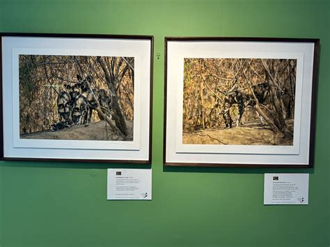 Africa's Wild Dog Survival Fund - “Look deep into nature, and then you