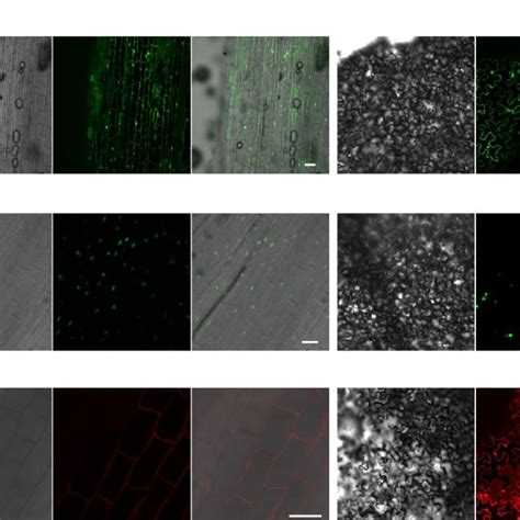 Pdf Highly Efficient Agrobacterium Rhizogenes Mediated Hairy Root