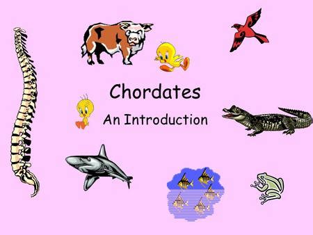 Examples Of Chordates