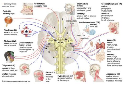 Solution Cranial Nerves Studypool