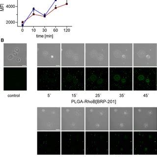 Uptake Of Rhodamine B Labeled Nps In Human Neutrophils Neutrophils