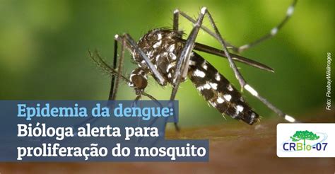 Epidemia Da Dengue Bióloga Alerta Para Proliferação Do Mosquito Crbio 07