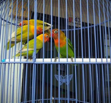 Premium Photo | View of birds in cage