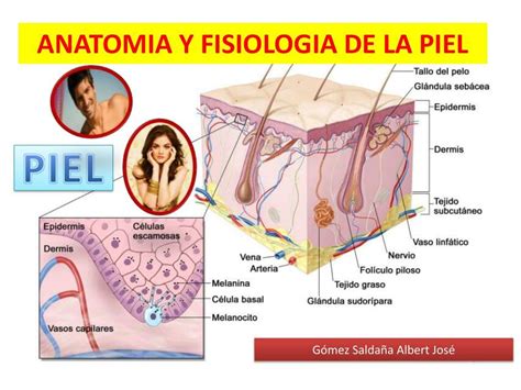 Res Menes De Fisiolog A De La Piel Descarga Apuntes De Fisiolog A De